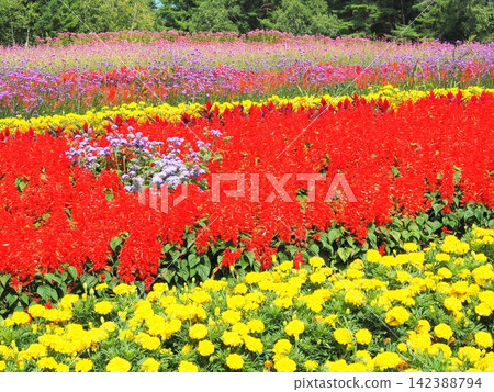 長野縣:八月,色彩繽紛的花田 長野縣:八月,色彩繽紛的花田 142388794
