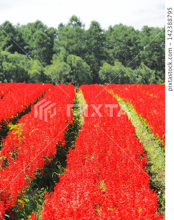 八月,長野縣的紅鼠尾草花田 八月,長野縣的紅鼠尾草花田 142388795