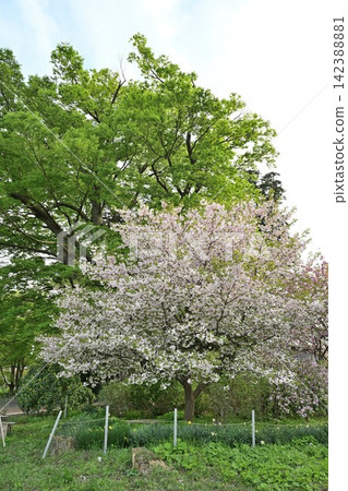 在彌彥村漫步時偶遇的櫻花（新潟縣彌彥村） 142388881