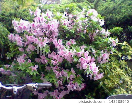 公園裡盛開的鮮花 公園裡盛開的鮮花 142388940