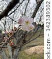 一朵早開的櫻花，冬末的孤花。 142389302