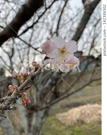一朵早開的櫻花,冬末的孤花。 一朵早開的櫻花,冬末的孤花。 142389302