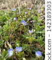 春日田野中盛開的淺藍色花朵：波斯婆婆納（Veronica persica） 142389303