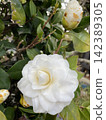 純白色的山茶花，花朵重瓣，像玫瑰一樣。 142389305