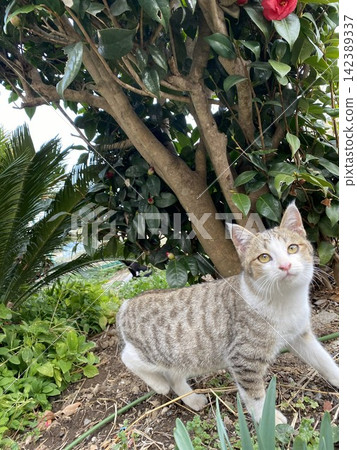 A cat under a camellia tree; its upward-gazing eyes are adorable. A cat under a camellia tree; its upward-gazing eyes are adorable. 142389337