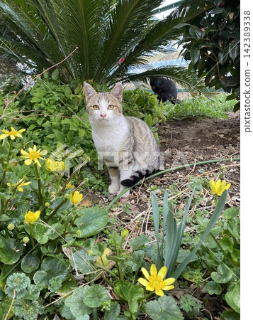 一隻虎斑白貓站在花園裡。 一隻虎斑白貓站在花園裡。 142389338