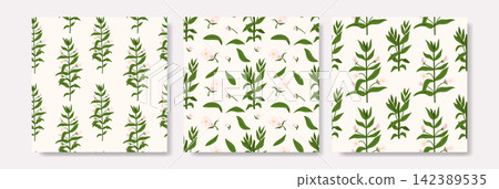 Hedge Hyssop Wildflower Seamless Pattern Set Botanical Textures Hedge Hyssop Wildflower Seamless Pattern Set Botanical Textures 142389535