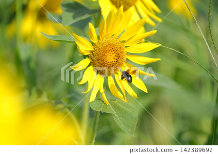 sunflower sunflower 142389692