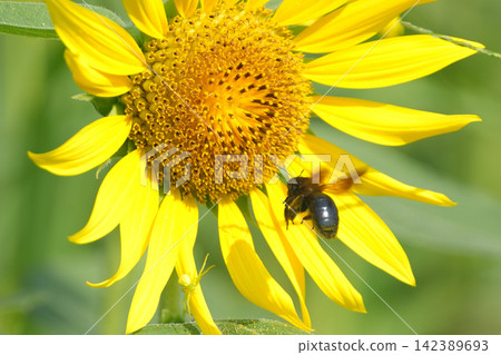 sunflower sunflower 142389693