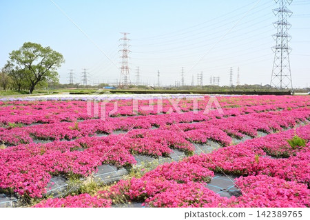 Pink moss phlox flowers spread across the lotus field (Seiro Town, Niigata Prefecture) Pink moss phlox flowers spread across the lotus field (Seiro Town, Niigata Prefecture) 142389765