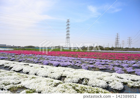 Moss phlox in a field of lotus flowers blooming against the backdrop of a transmission tower (Seiro Town, Niigata Prefecture) Moss phlox in a field of lotus flowers blooming against the backdrop of a transmission tower (Seiro Town, Niigata Prefecture) 142389852