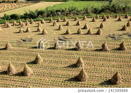 A scene of stacking straw after the rice harvest. A scene of stacking straw after the rice harvest. 142389886