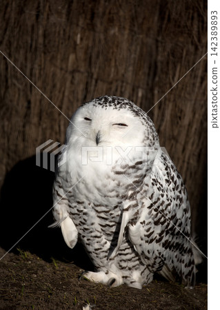 Snowy owl in the forest Snowy owl in the forest 142389893