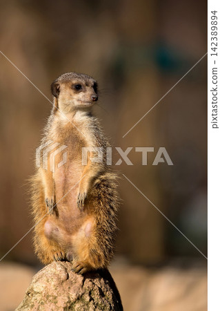 Meerkat in a clearing Meerkat in a clearing 142389894