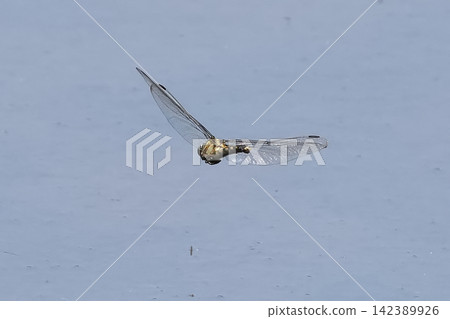 Dragonfly Dragonfly 142389926
