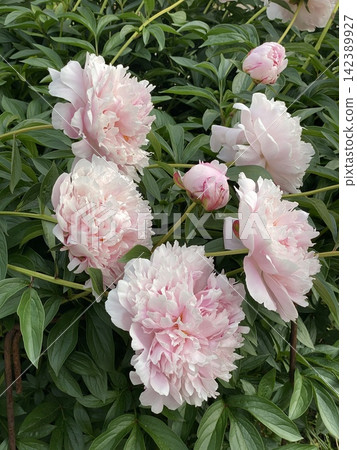 Pink peony flowers in full bloom with green leaves, suitable for floral background Pink peony flowers in full bloom with green leaves, suitable for floral background 142389927