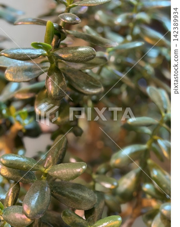 Close-up of jade plant with glossy green leaves, suitable as nature background Close-up of jade plant with glossy green leaves, suitable as nature background 142389934