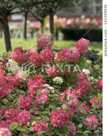 Pink hydrangeas blooming in a garden, with vibrant greenery in the background Pink hydrangeas blooming in a garden, with vibrant greenery in the background 142389936