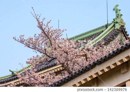 A detailed close-up photograph of cherry blossoms against a traditional Japanese architectural roof A detailed close-up photograph of cherry blossoms against a traditional Japanese architectural roof 142389976