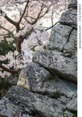 A rugged rock formation with weathered stones, partially covered by moss, set against a cherry blossom background in a natural landscape setting 142389997