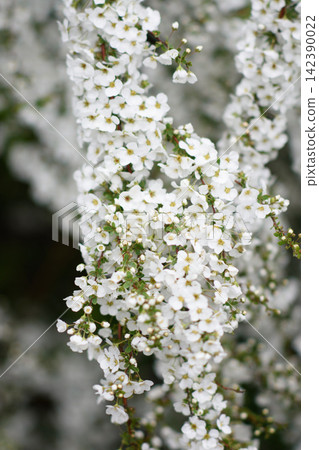 A meticulously arranged white flower cluster against a softly blurred background A meticulously arranged white flower cluster against a softly blurred background 142390022