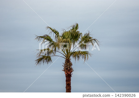 A single palm tree positioned slightly off-center from a low angle, emphasizing its height and form A single palm tree positioned slightly off-center from a low angle, emphasizing its height and form 142390026