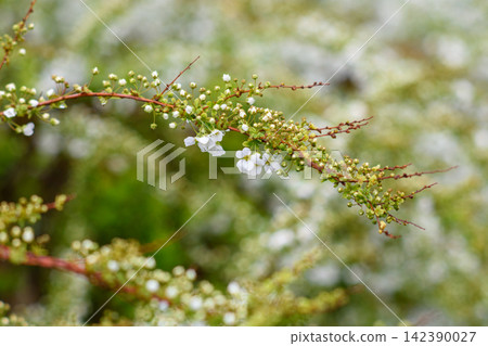 A close-up photograph featuring a delicate reddish-brown branch of a flowering shrub A close-up photograph featuring a delicate reddish-brown branch of a flowering shrub 142390027