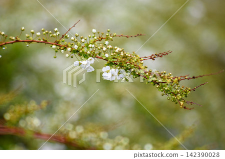 A close-up macro photograph of a cherry branch with delicate white flowers and green leaves in a serene natural garden setting A close-up macro photograph of a cherry branch with delicate white flowers and green leaves in a serene natural garden setting 142390028