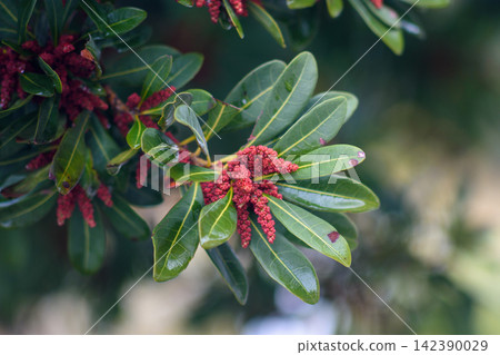 A close-up macro photograph featuring vibrant deep red flower buds on a shrub branch with glossy green leaves A close-up macro photograph featuring vibrant deep red flower buds on a shrub branch with glossy green leaves 142390029
