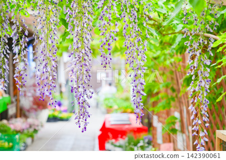 The drooping purple wisteria blossoms adorn the spring landscape. The drooping purple wisteria blossoms adorn the spring landscape. 142390061