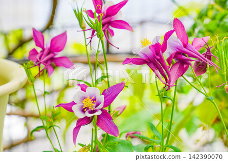 Vibrant reddish-purple and white columbine flowers Vibrant reddish-purple and white columbine flowers 142390070
