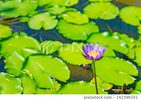 Purple water lilies blooming on vibrant green floating leaves Purple water lilies blooming on vibrant green floating leaves 142390101