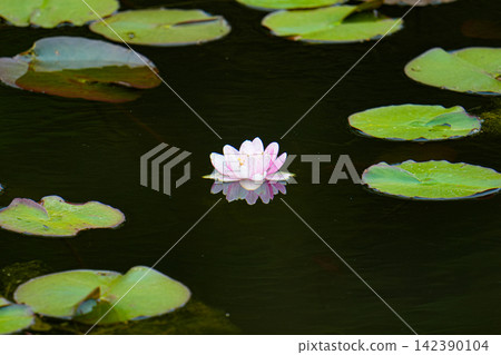 Pale pink water lilies floating on the dark surface of the pond Pale pink water lilies floating on the dark surface of the pond 142390104