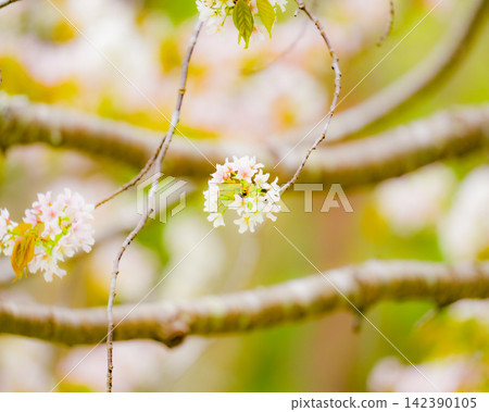 Delicate cherry blossoms shining in the soft spring light Delicate cherry blossoms shining in the soft spring light 142390105