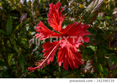 A vibrant single red hibiscus flower in full bloom against a lush green garden backdrop A vibrant single red hibiscus flower in full bloom against a lush green garden backdrop 142390139