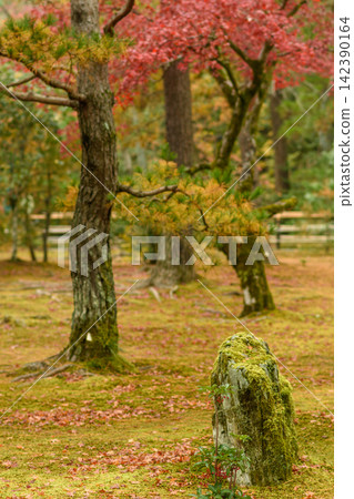A serene autumnal forest scene featuring a weathered moss-covered stone post in the foreground amidst vibrant reds A serene autumnal forest scene featuring a weathered moss-covered stone post in the foreground amidst vibrant reds 142390164