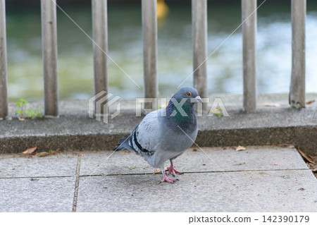 A single silvery-gray pigeon standing on concrete pavement in an outdoor setting. A single silvery-gray pigeon standing on concrete pavement in an outdoor setting. 142390179