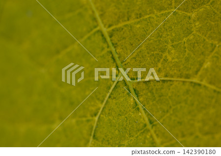 A macro photograph focusing on a leaf's intricate vascular network, emphasizing its fine details A macro photograph focusing on a leaf's intricate vascular network, emphasizing its fine details 142390180