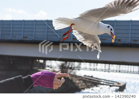 A dynamic seagull mid-flight over water with a vibrant hand pointing towards it in a bright sunny sky A dynamic seagull mid-flight over water with a vibrant hand pointing towards it in a bright sunny sky 142390240