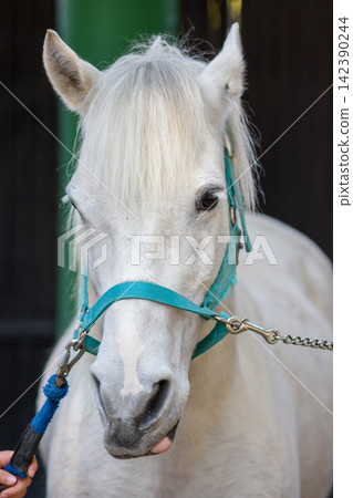 A close-up portrait of a white horse with calm, soft features and delicate texture A close-up portrait of a white horse with calm, soft features and delicate texture 142390244