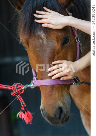A close-up portrait showing a calm brown horse with a soft purple halter and a vibrant red and black braided rope A close-up portrait showing a calm brown horse with a soft purple halter and a vibrant red and black braided rope 142390245