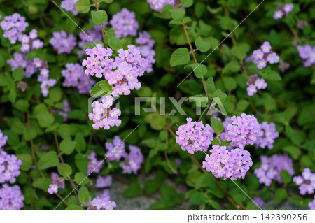 A vibrant cluster of small light purple flowers surrounded by lush green leaves on a slender stem 142390256