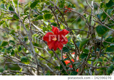 A vibrant close-up photograph featuring a striking red hibiscus flower blooming amidst lush green foliage 142390270