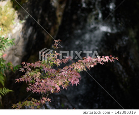 A serene natural scene featuring a maple tree branch with delicate pink leaves in sharp focus against a blurred background A serene natural scene featuring a maple tree branch with delicate pink leaves in sharp focus against a blurred background 142390319