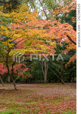 A serene autumn landscape with vibrant Japanese maple trees in a wooded park A serene autumn landscape with vibrant Japanese maple trees in a wooded park 142390320