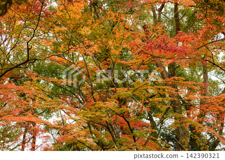 A dense forest canopy during autumn with intricate tree branches and leaves 142390321