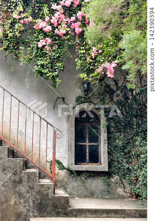 antique cafe building with ivy climber plant and flower by window antique cafe building with ivy climber plant and flower by window 142390394