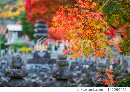 Colorful maple leaves by graveyard of Adashino temple, Arashiyama Colorful maple leaves by graveyard of Adashino temple, Arashiyama 142390411