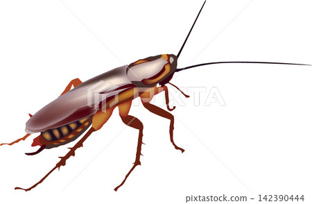 American cockroach walking on white background American cockroach walking on white background 142390444
