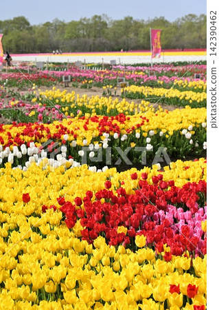 Tulip fields adorn Nagaike Relaxation Forest Park in spring (Tainai City, Niigata Prefecture) 142390462